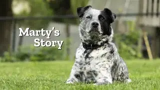 Helping Marty Overcome Reactivity