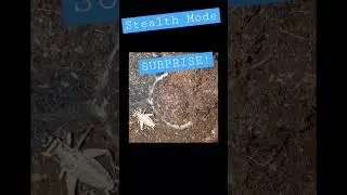 Spider Feeding | Trap Door | Nature Video | Don&rsquo;t Blink