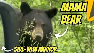Медведица с медвежатами подошли к нашей машине слишком близко!