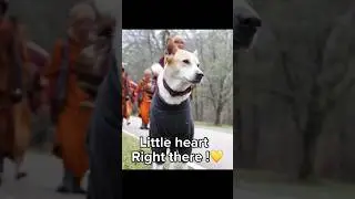 Aloka the peace Dog || Walk For Peace || Aloka || #AlokaThePeaceDog #WalkForPeace #PeacePup #Aloka