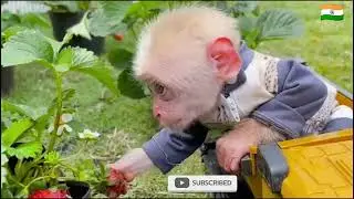🐒Monkey Nana Drives Tractor to Harvest tomato 🍅| Funny Farm Adventure! 🛻😱