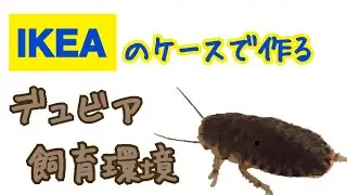 【デュビア】メンテしやすい飼育環境を作ってみた！
