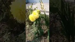 #icar #horticulture #shortvideo