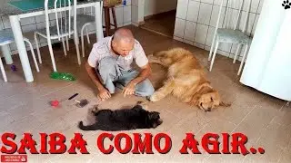 Como ensinar seu filhote a ficar quieto para a ESCOVAÇÃO...