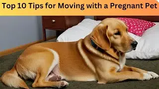 Top 10 Tips for Moving with a Pregnant Pet &ndash; Safe & Stress-Free Guide