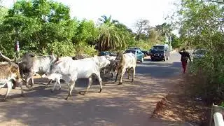 Cows on the Move. Kotu Creek. The Gambia. 23-2-2018