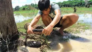 Finding Snakehead Murrel Fish in The Tree Roots