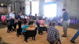 Jordan, Marion Co Fair, pygmy goat showmanship 1.2
