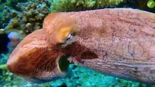 Octopus Video With Relaxing Music  Beautiful Octopus in the Sea