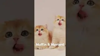 🫰Kitten Twins Have Exactly the Same Movements - #luckypaws #funny #cat