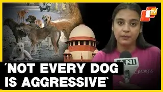 &lsquo;Not Every Dog Is Aggressive&rsquo;: Shelter Owner Hails SC&rsquo;s Stray Dog Order