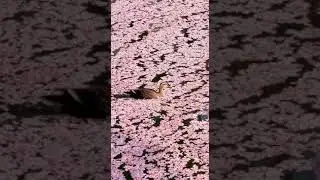 🇯🇵 Сезон сакуры в парке Хиросаки 
