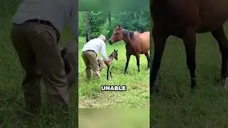 A Kind Man, a Wild Horse, and a Miracle ❤️
