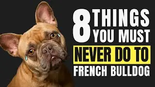 8 Things You Must Never Do to Your French Bulldog