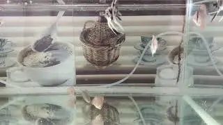 Discus Fish babies & Angel Fish babies