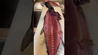 Blackfin Tuna! This underrated Tuna is excellent, have you ever eaten one!?