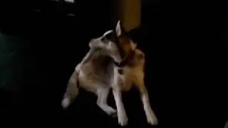 Dogbook Movie: Tard