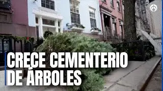 Nueva York obliga a reciclar árboles de Navidad