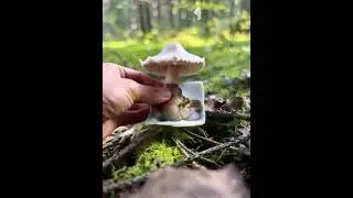 Волшебные грибы #animatephotos #photoanimation