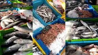 اسعار واسماء السمك  بالجزائر \سوق السمك اليوم  ميناء زموري مسمكة خوجة الجزائر 