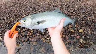HUGE TAILOR Kayak Fishing - Central Coast