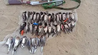 rossy starling bird hunting video in Pakistan balochistan 2023