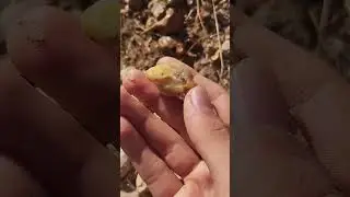 Agate hunting in the mountains🤠⛰️ #gemstone