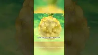 ￼ The power of this durian is comparable to that of a nuclear weapon.#anime #animeshorts #toriko