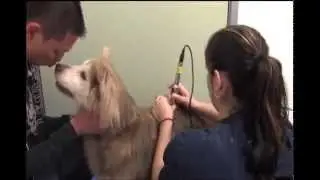 Veterinary Medical Laser Video for Cats and Dog Pain Relief QVLT