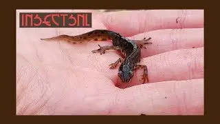 Vroege voorjaars-slootsafari 2019 - insectsNL