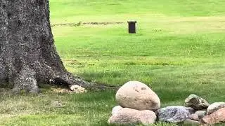 Woodpecker- Sugar Island, Michigan 