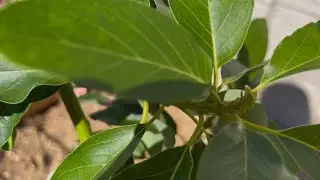 Unboxing An Avocado Tree From An Online Nursery, Mesa, AZ Zone 10a
