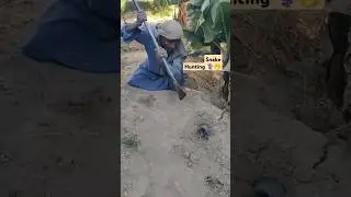 Dangerous snake hunting ⚕️✅#hunting #farming #wildlife #viralshorts #villagelife #trending #farming