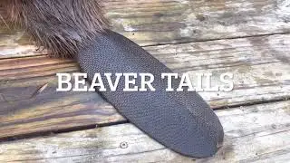 Beaver Tails