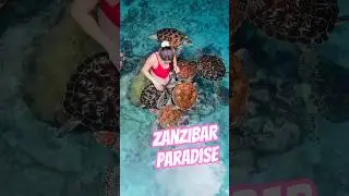 Swimming with Sea Turtles at Salaam Cave Aquarium, Zanzibar #shorts #seaturtles #animals