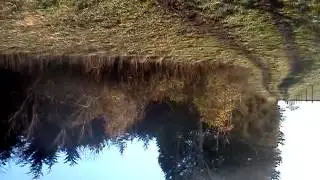 Rabbit beagles running to catch