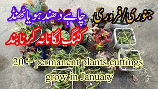 Grow permanent plants cuttings in winter.20+permanent plants grow from cuttings in January/February 