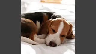 Canine Lullaby in Binaural Theta Harmony