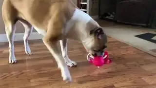 Brinquedo Para Pet Interativo Anti Extresse Ansiedade