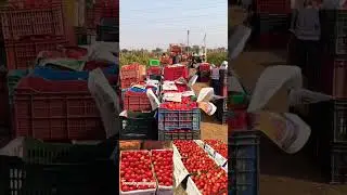 Tomato packaging #agriculture #tomato #tomatofarming #viral #shorts #youtubeshorts #farm #farming
