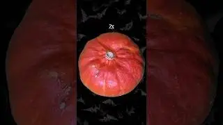 Pumpkin Scary Zoom