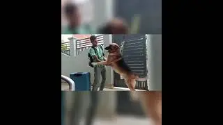 German Shepherd Reunion With Owner || Reunited After 1 Month