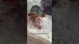 Feeding Kaiju a red crab!!