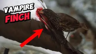 Bloodthirsty Secrets: Why Vampire Finches Do This