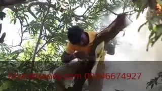 Pure Forest Honey by Bharat Unani Pharmacy, Hyderabad