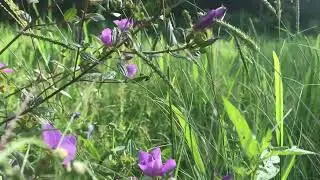 The Heart of the Village | Rural Living