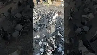 Bird  #love#short #cute #yt  #viral #video #shorts #funny #fun #pet #dj