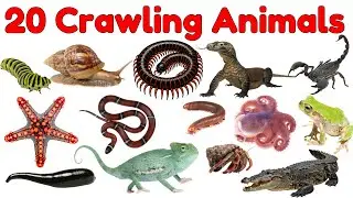 20 слов о ползающих животных 🐍 | Выучите названия ползающих животных для детей | Обучающее видео