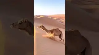 Cammello sulle dune !!