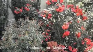 Garden-making Tip: Celebrating the Moment and Plant Details